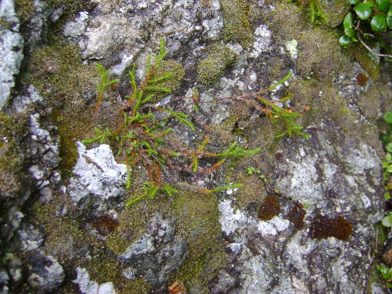 Image of Harrimanella hypnoides specimen.