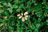 Aegopodium latifolium