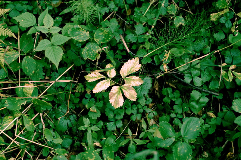 Изображение особи Aegopodium latifolium.