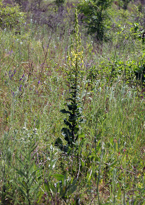 Image of Verbascum pyramidatum specimen.