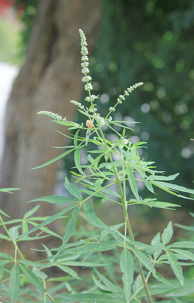 Изображение особи Vitex agnus-castus.