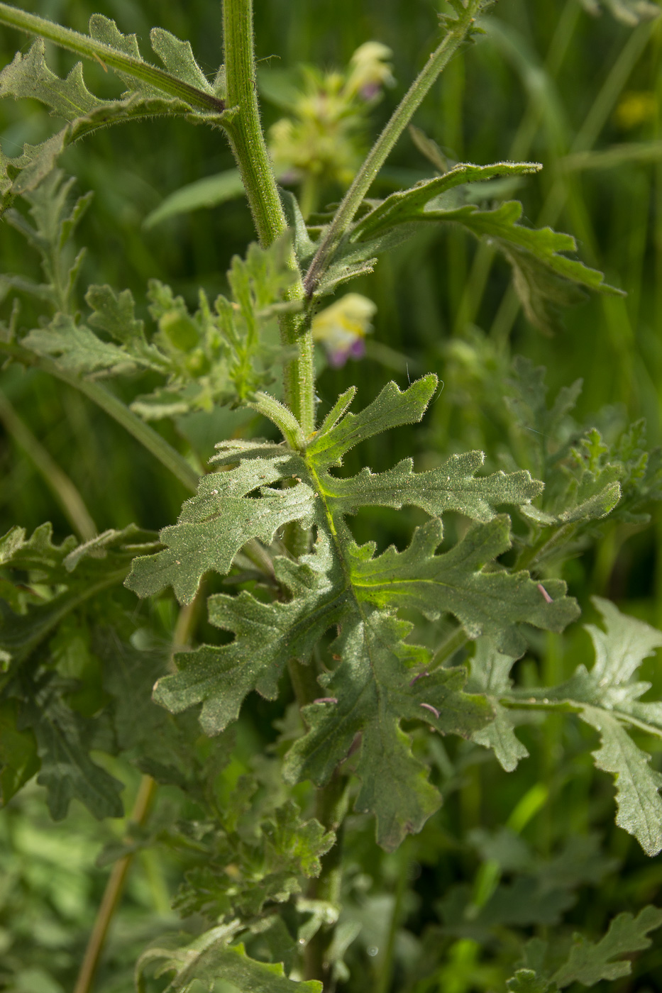 Изображение особи Senecio viscosus.