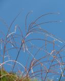 Miscanthus sinensis