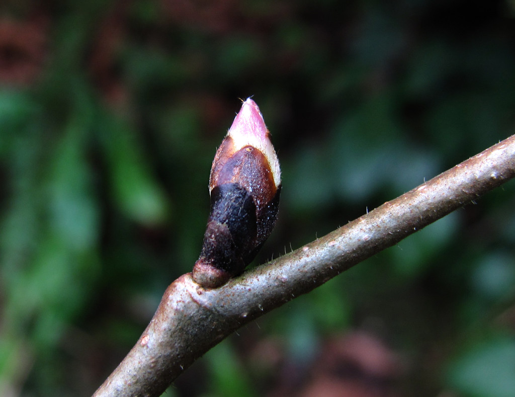 Изображение особи Corylus maxima.