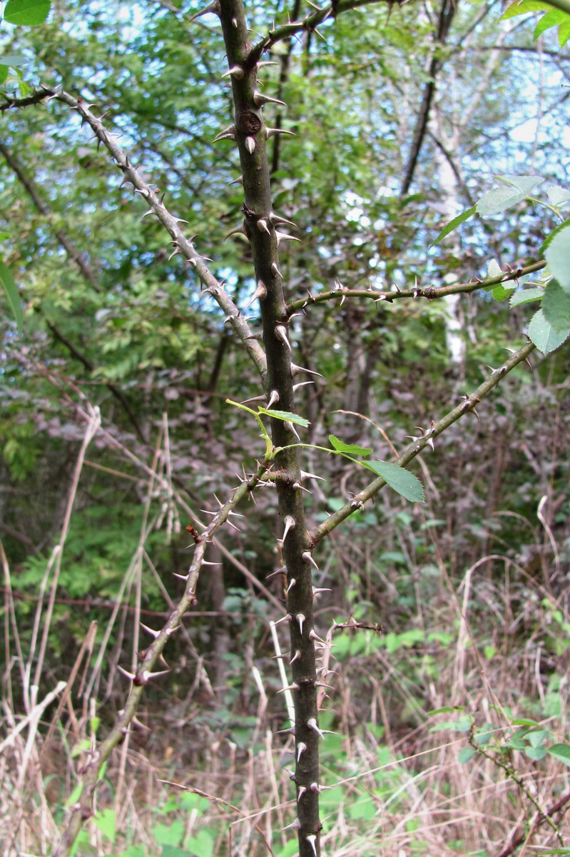 Изображение особи Rosa canina.