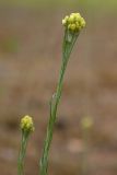 Helichrysum arenarium. Верхушка побега с нераспустившимся соцветием. Псковская обл., ок. 1 км к ю.-з. от дер. Лудони у шоссе М20, олуговелая опушка сухого сосняка. 14.07.2015.