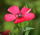 Linum grandiflorum