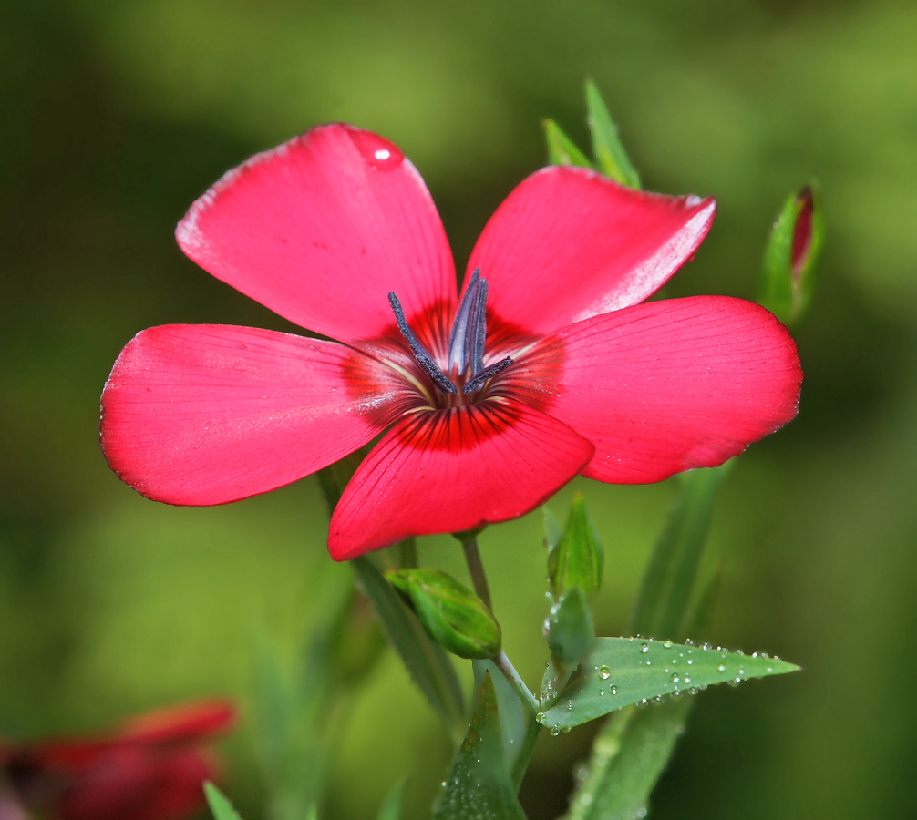 Image of Linum grandiflorum specimen.