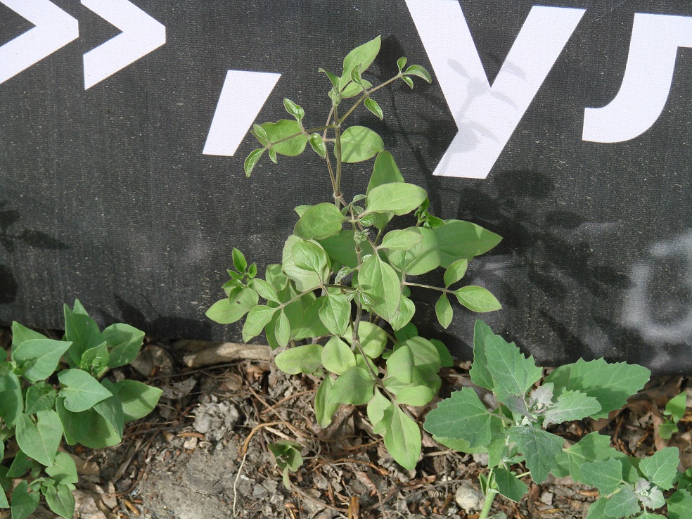 Image of genus Clematis specimen.