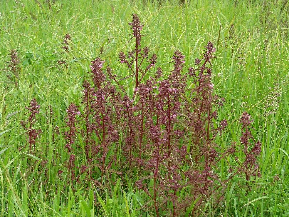 Image of Pedicularis karoi specimen.