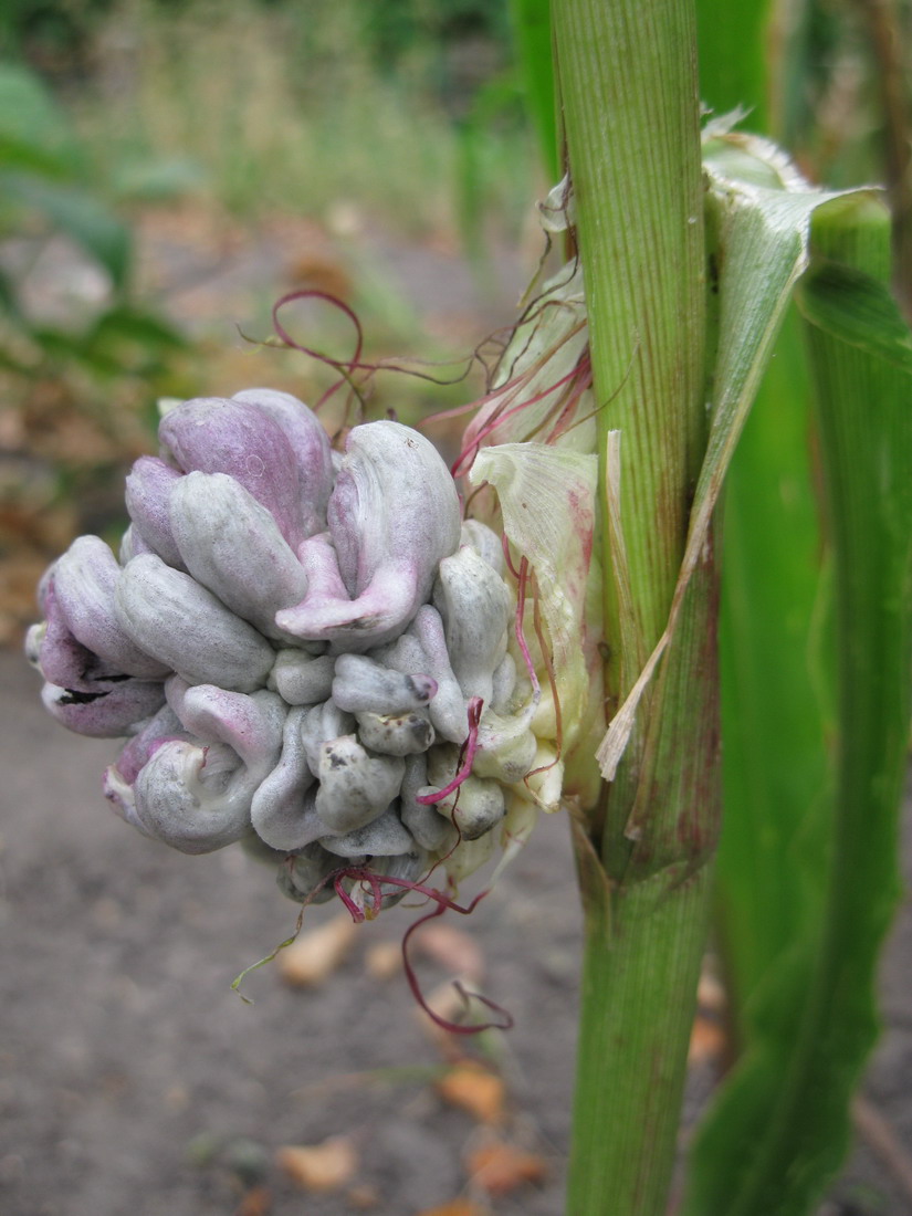 Image of Zea mays specimen.