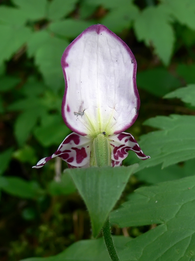 Image of Cypripedium guttatum specimen.