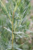 Artemisia dracunculus