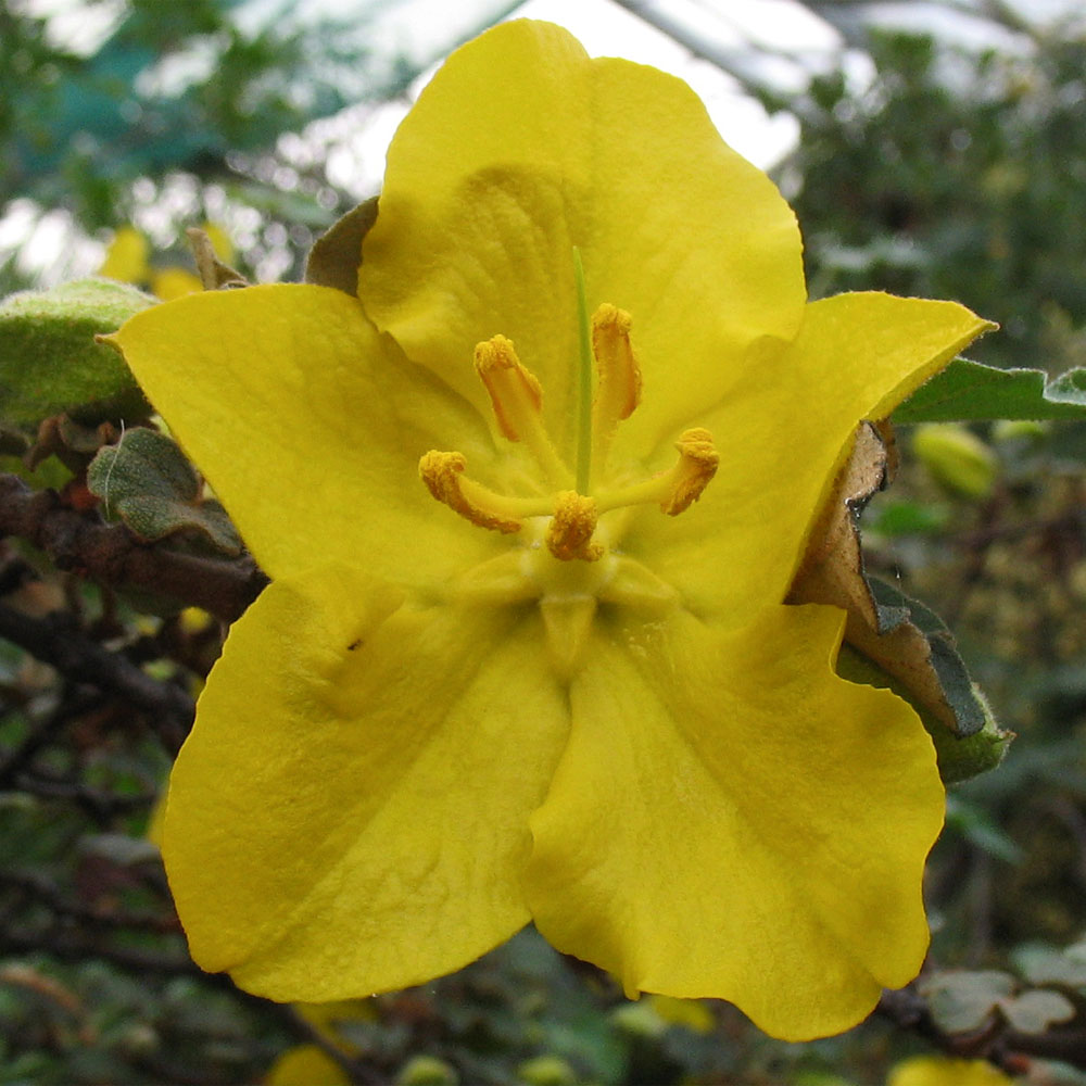 Изображение особи Fremontodendron californicum.