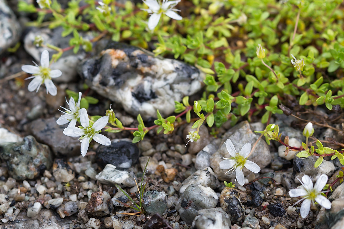 Image of Arenaria pseudofrigida specimen.