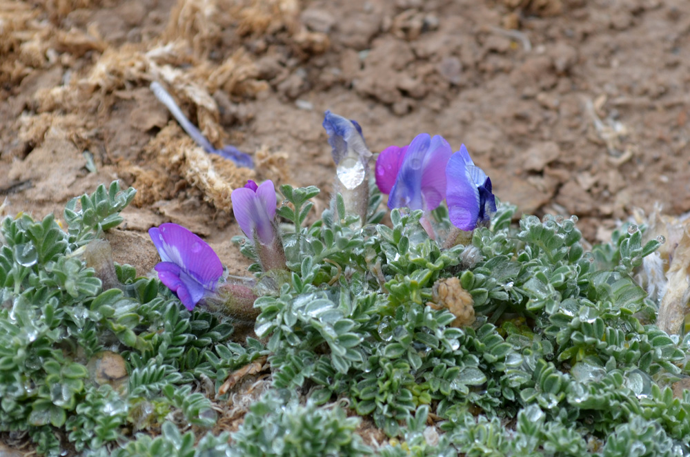 Image of Oxytropis ampullata specimen.