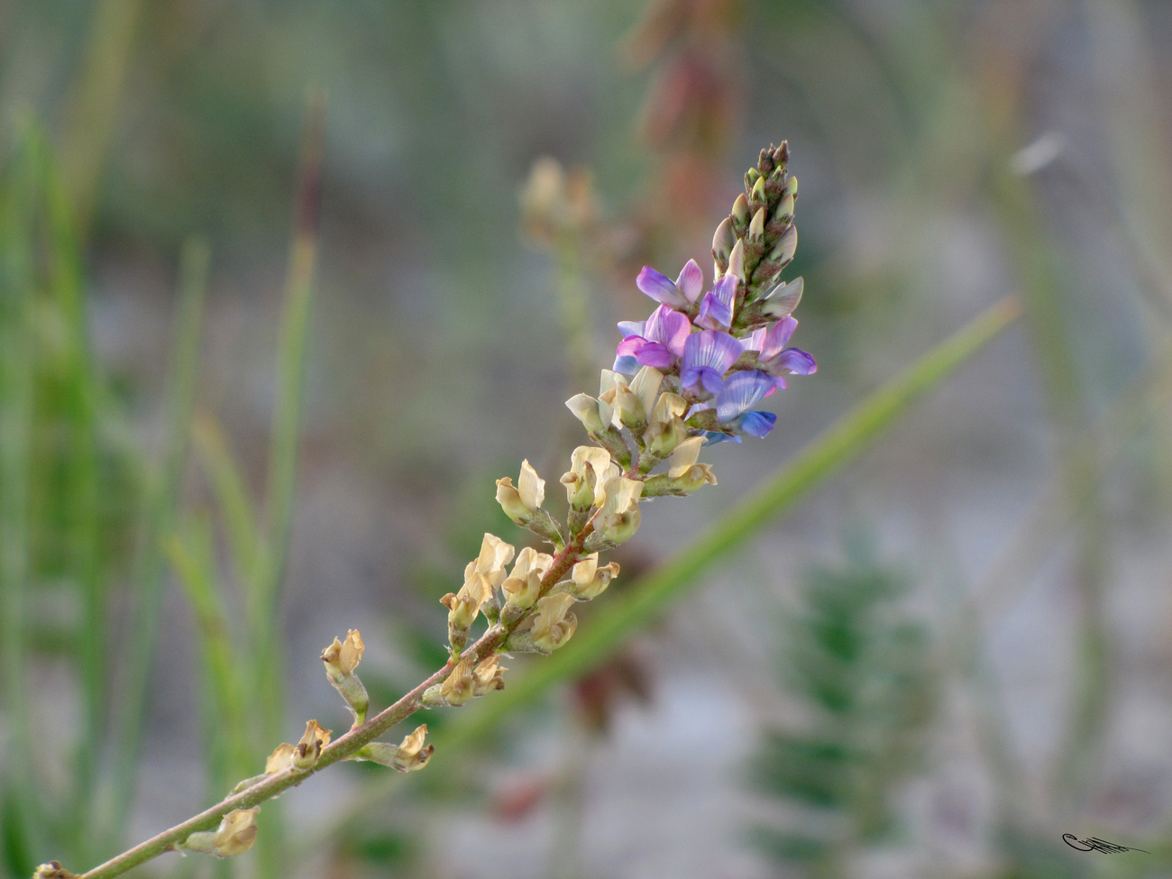 Изображение особи Oxytropis glabra.