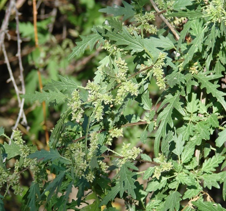 Image of Urtica cannabina specimen.