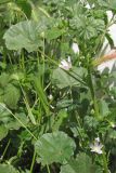 Malva neglecta