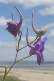 Delphinium paniculatum