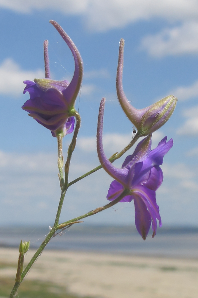 Image of Delphinium paniculatum specimen.