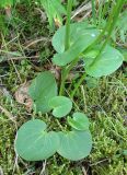 Parnassia palustris. Прикорневые и стеблевые листья. Якутия (Саха), Нерюнгринский р-н, заболоченный уч. на берегу р. Чульман. 14.07.2012.