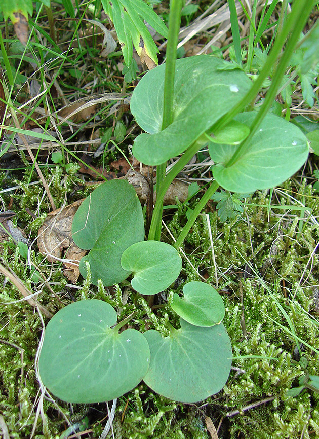 Изображение особи Parnassia palustris.