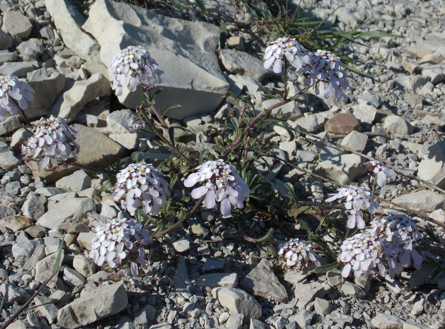 Image of Iberis simplex specimen.