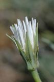 Tragopogon ruber