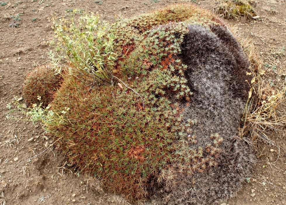 Image of genus Acantholimon specimen.