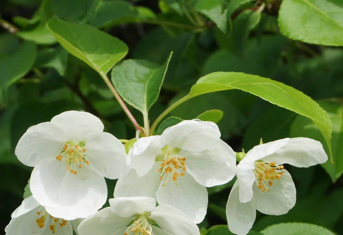 Изображение особи Malus domestica ssp. cerasifera.