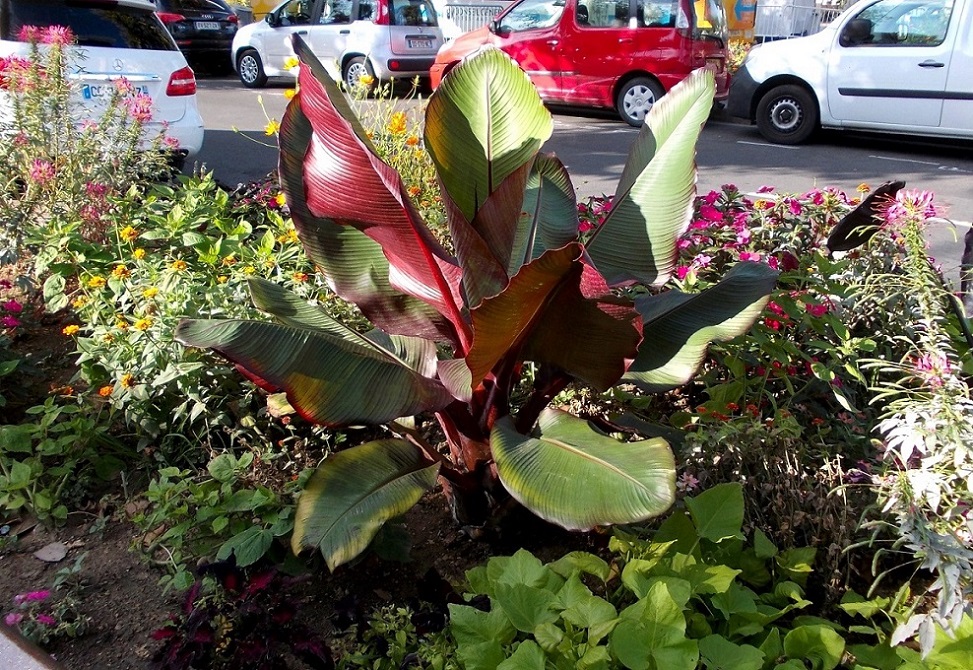 Image of Ensete ventricosum specimen.