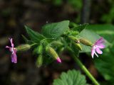 Melandrium dioicum. Соцветие. Санкт-Петербург, Пискарёвский парк. 29.05.2009.