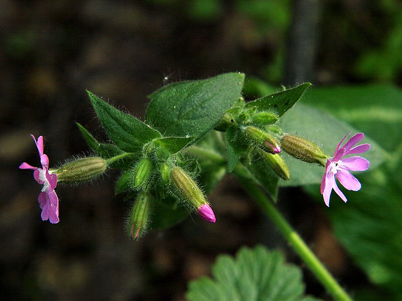 Изображение особи Melandrium dioicum.