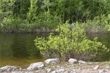 Salix phylicifolia. Плодоносящее растение на галечно-песчаном берегу. Мурманская обл., Кандалакшский р-н, берег оз. Ориярви. 19.06.2015.