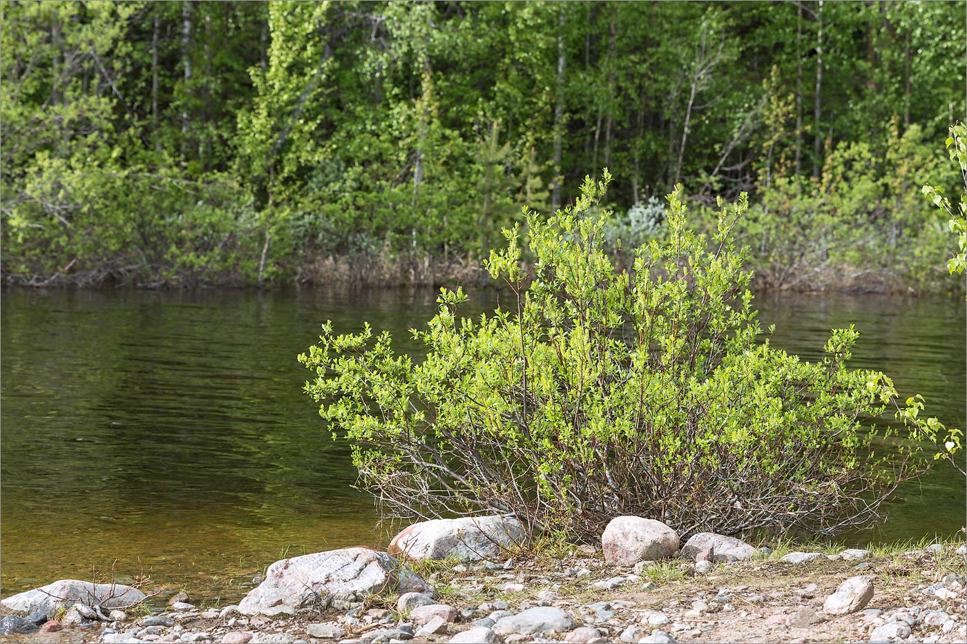 Image of Salix phylicifolia specimen.