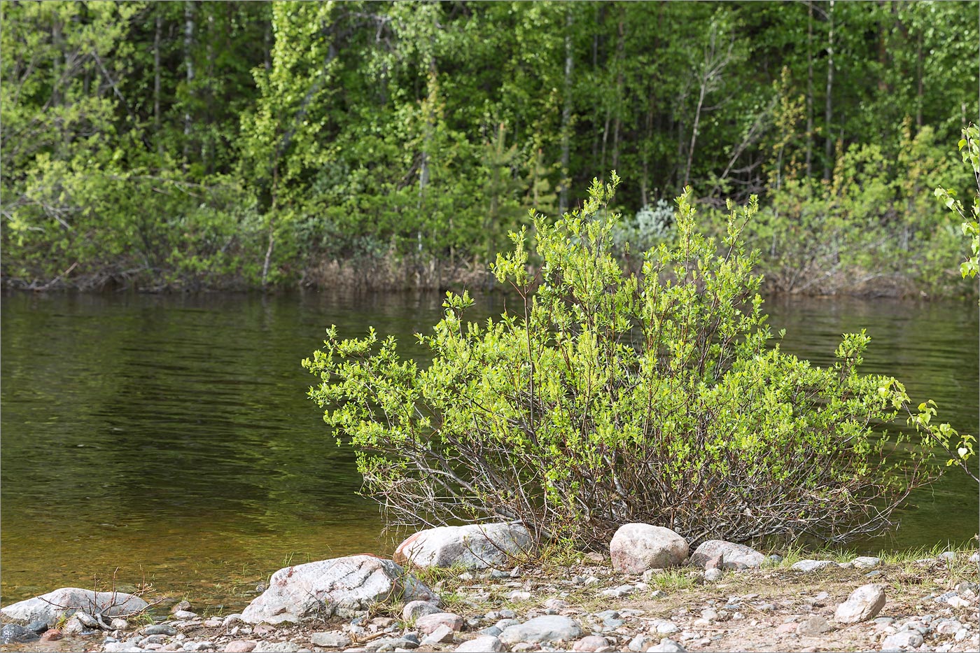 Изображение особи Salix phylicifolia.