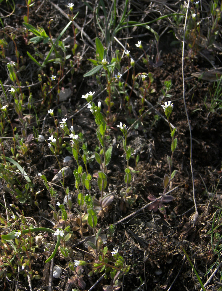 Изображение особи Arabis auriculata.