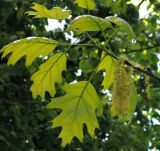 Quercus rubra. Ветвь с листьями, соцветиями и завязавшимся жёлудем. Москва, Перово, Перовский парк, берег Советского пруда, в культуре. 20.05.2015.