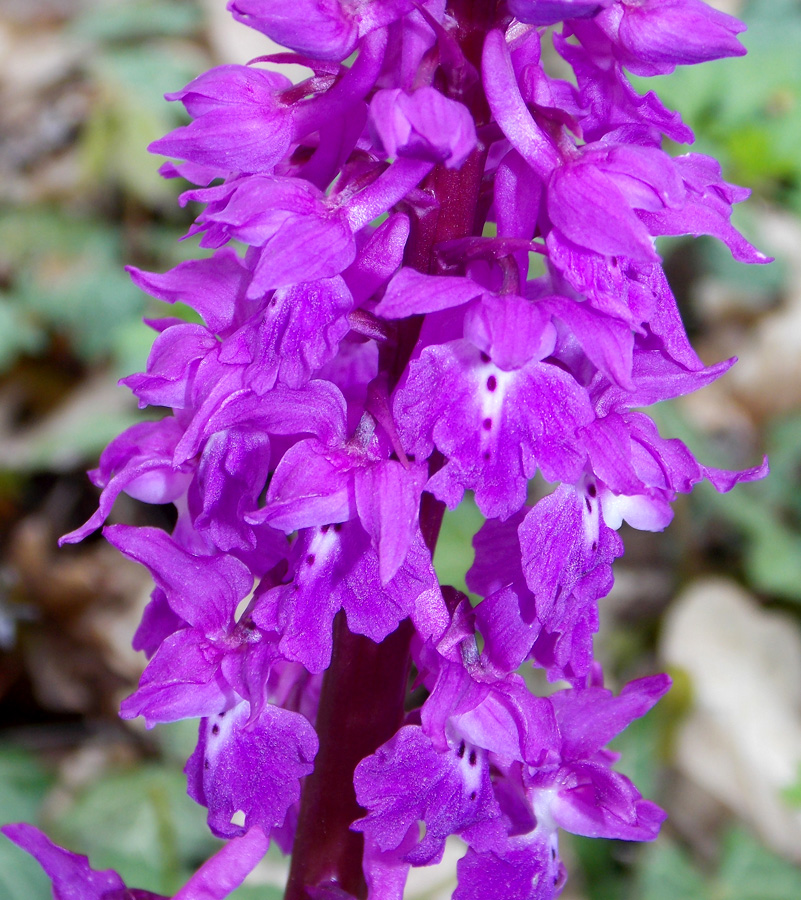 Image of Orchis mascula specimen.