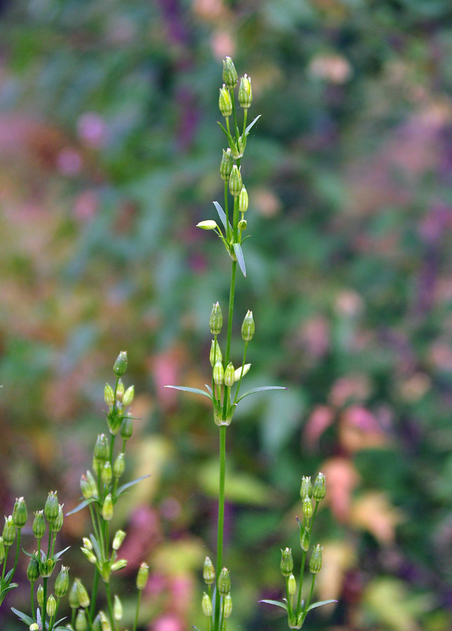 Image of Silene firma specimen.