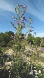 Campanula taurica