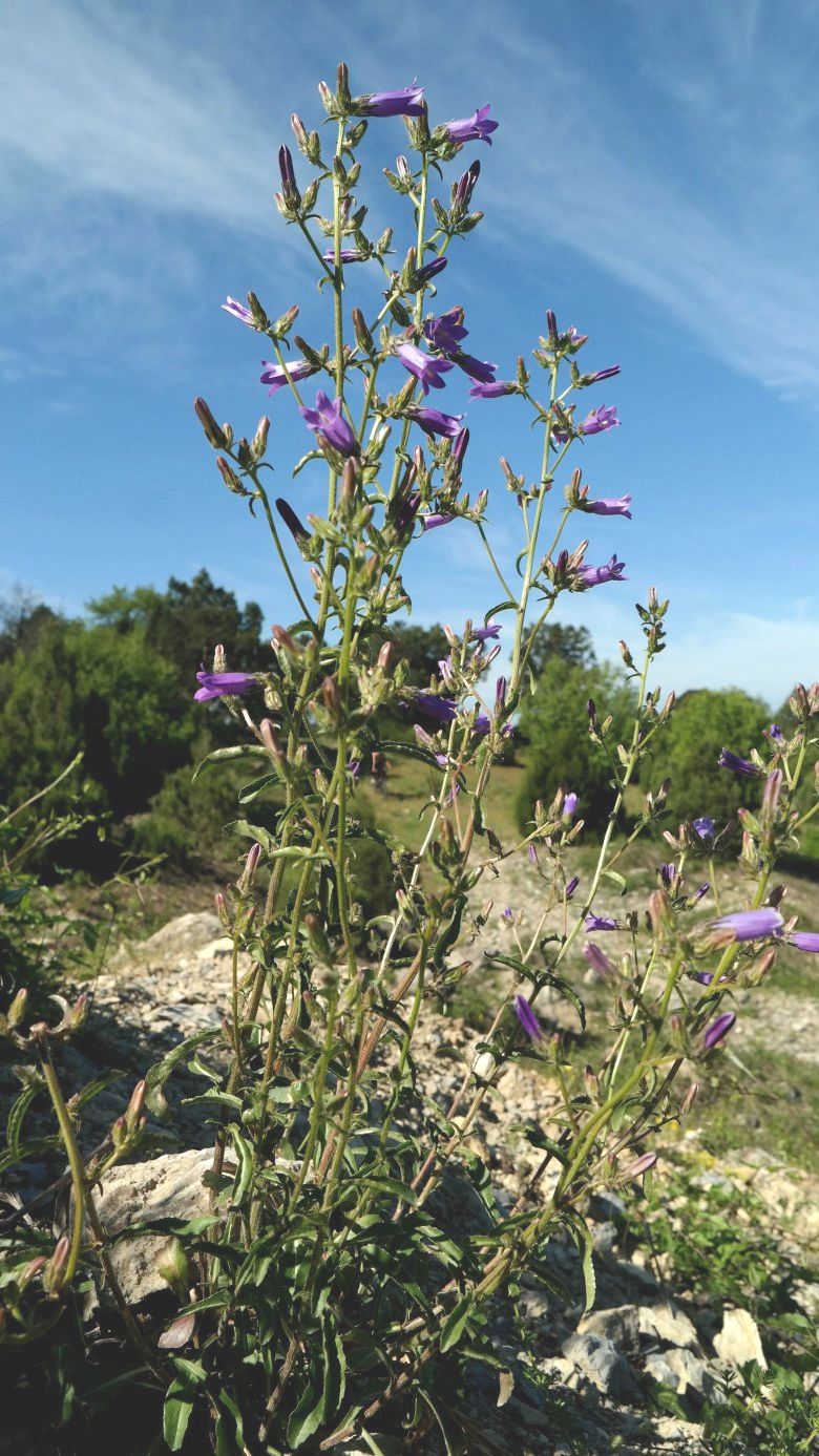 Image of Campanula taurica specimen.