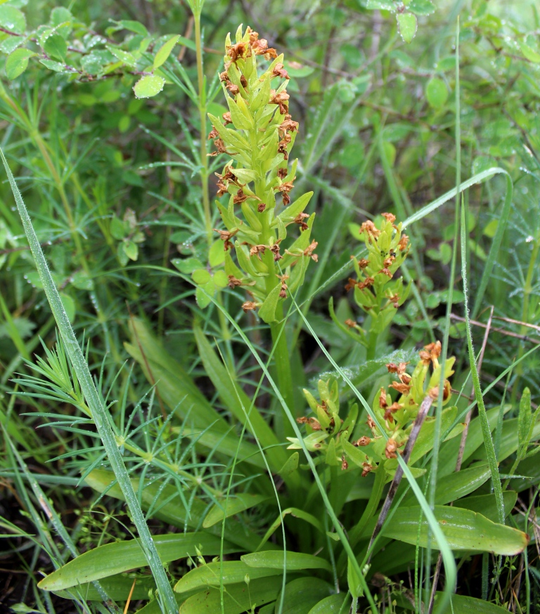 Изображение особи Dactylorhiza romana ssp. georgica.