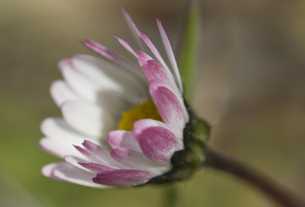 Image of Bellis annua specimen.