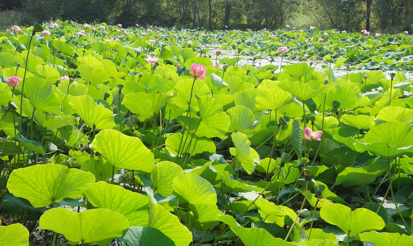 Изображение особи Nelumbo komarovii.