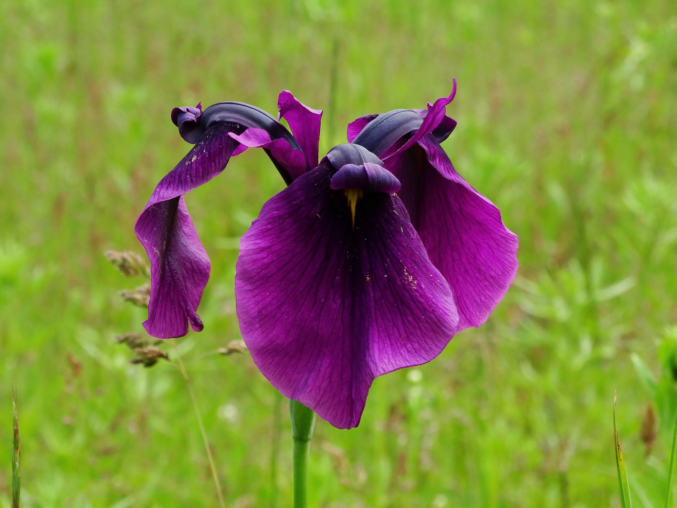 Image of Iris ensata individual.