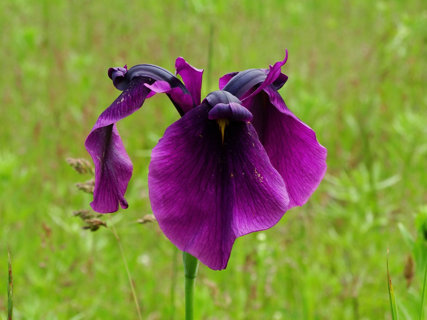 Image of Iris ensata specimen.