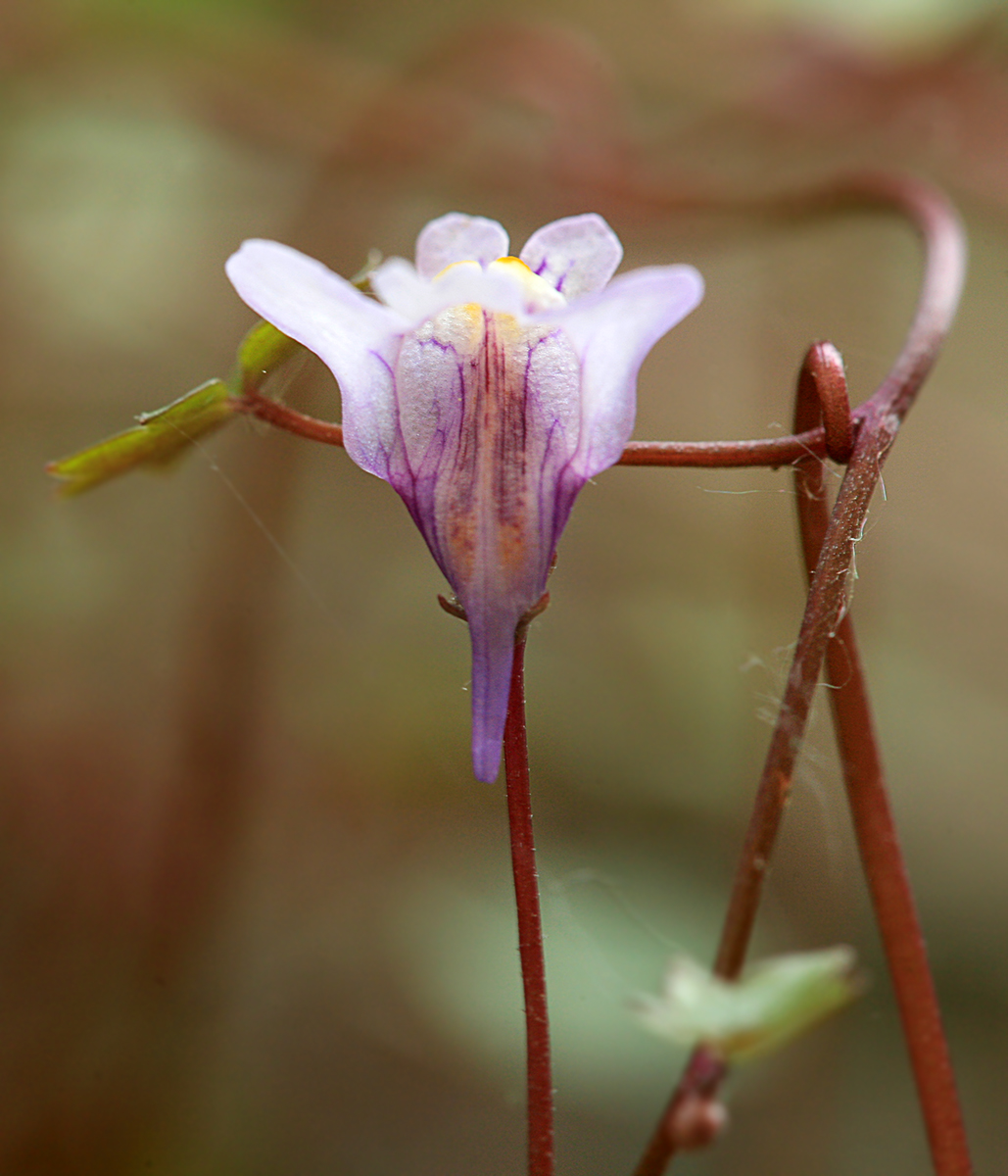 Изображение особи Cymbalaria muralis.