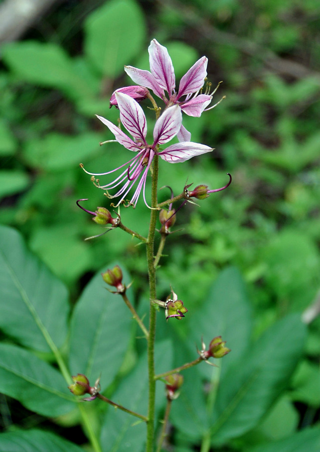 Изображение особи Dictamnus gymnostylis.